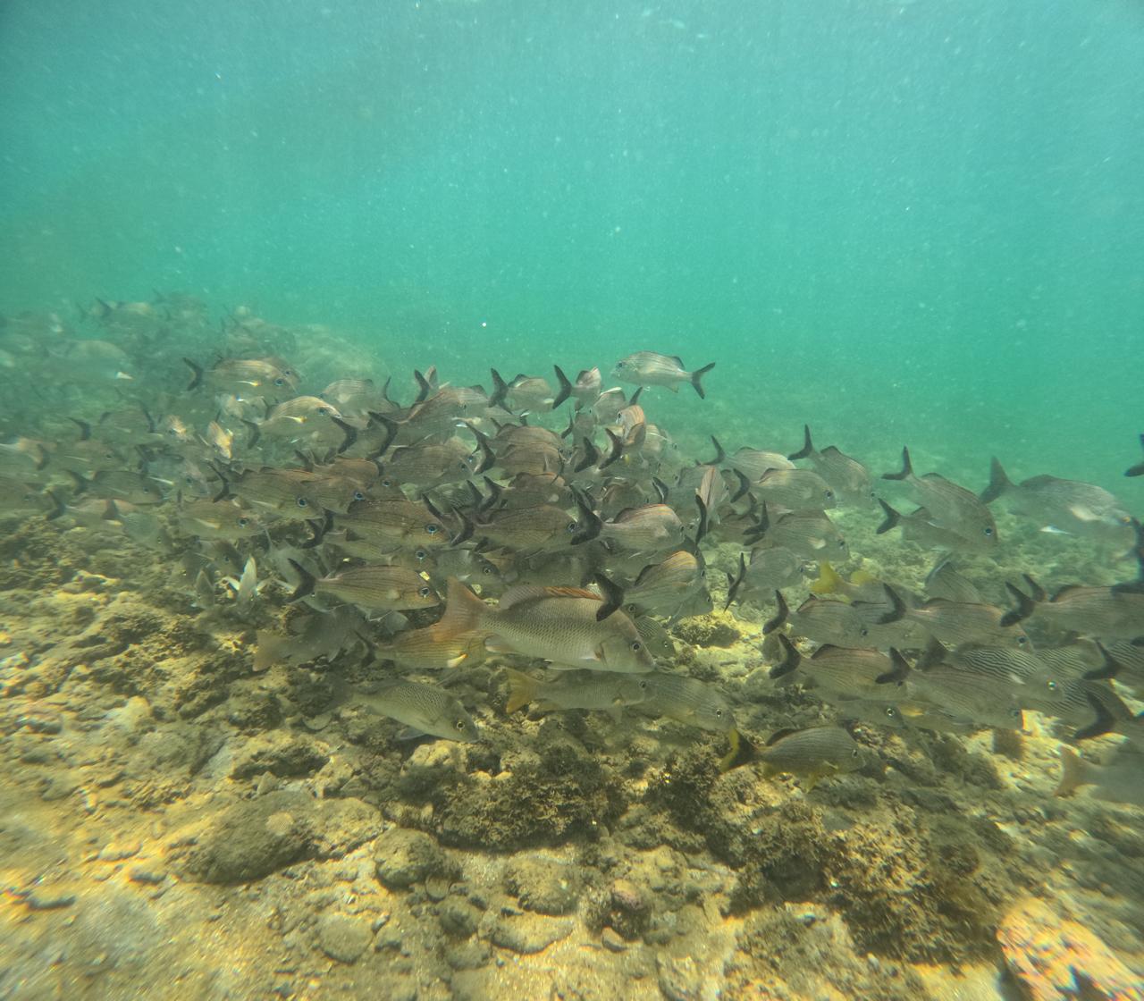 Snorkeling en Cahuita